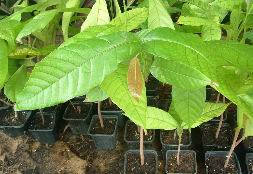 Plants de cacao Criollo