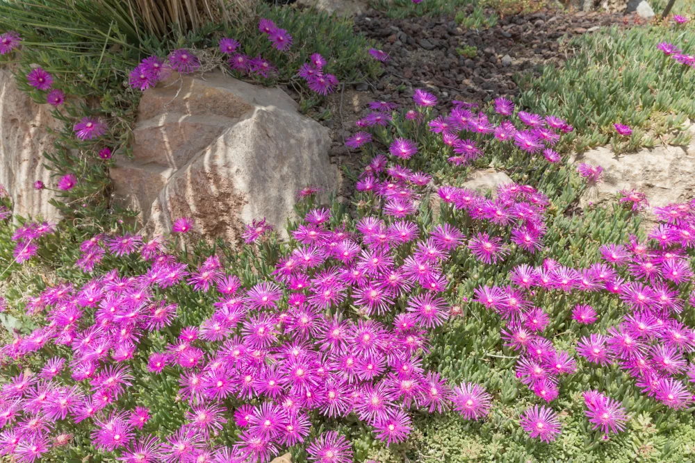 Delosperma cooperi