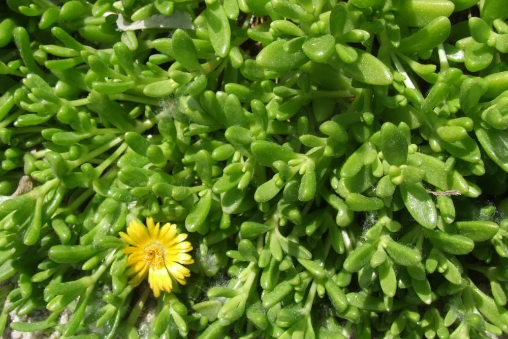 Delosperma nubigenum