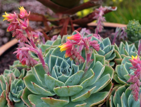 Echeveria secunda