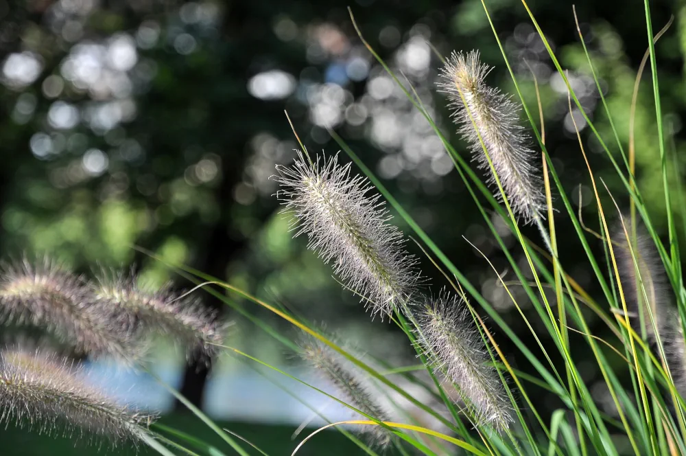 Pennisetum alopecuroïdes Hameln est une graminée vivace à floraison précoce