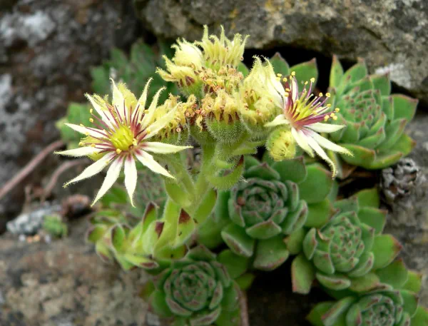 Sempervivum grandiflorum