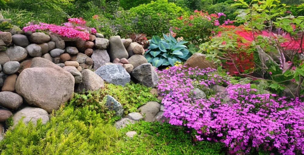 Delosperma couvre-sol pour jardin coloré