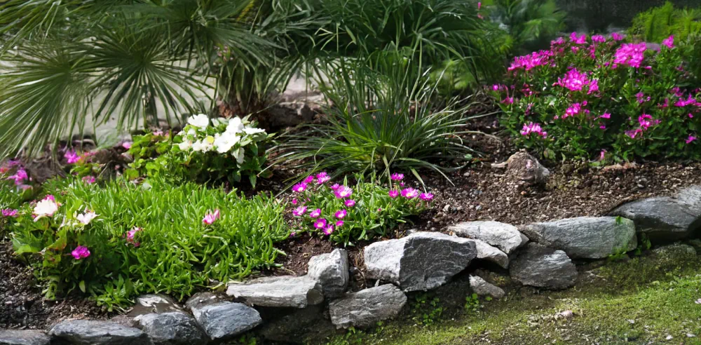 Delosperma au milieu de plantes vivaces