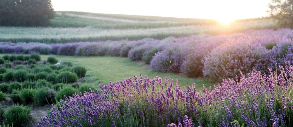 Champ de lavande au soleil couchant