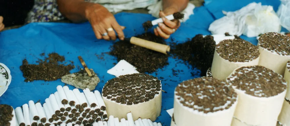 Nicotiana rustica ou Mapacho : le tabac aztèque sauvage fort et aromatique