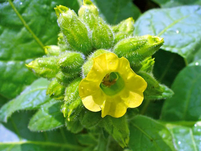 Fleur de Nicotiana rustica