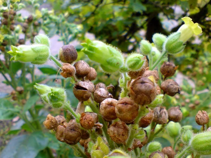 Graines de Nicotiana rustica