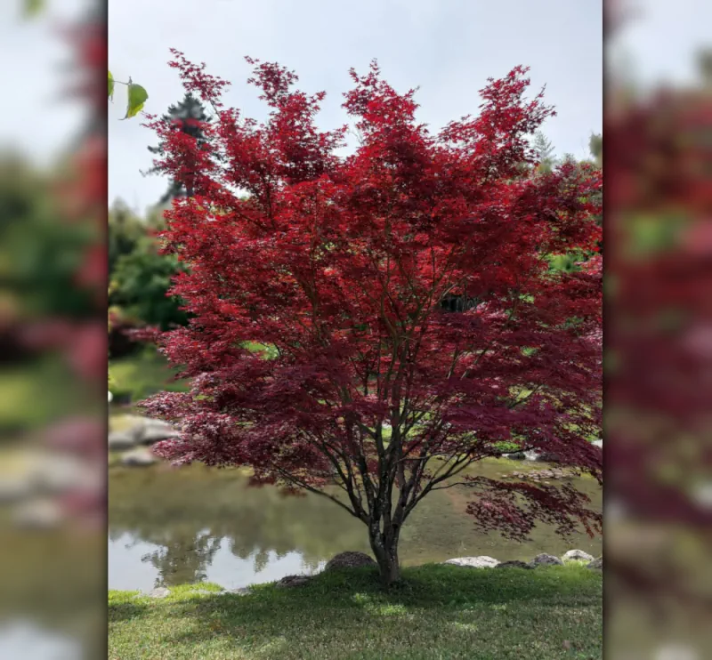 Erable rouge ( Acer rubrum)