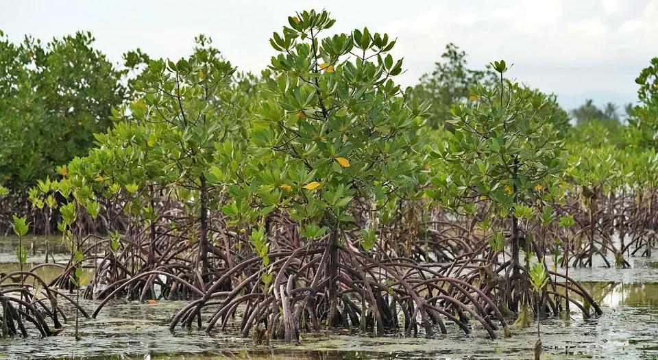 Les palétuviers rouges font partie de la mangrove