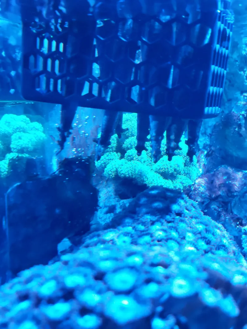 Aquarium marin récifal filtré par des palétuviers rouges