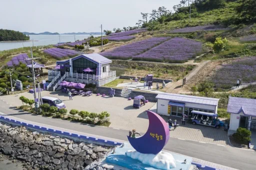 îles violettes en Corée du Sud