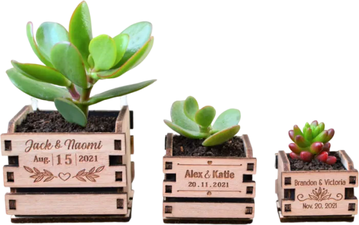 Tiny Plante personnalisée