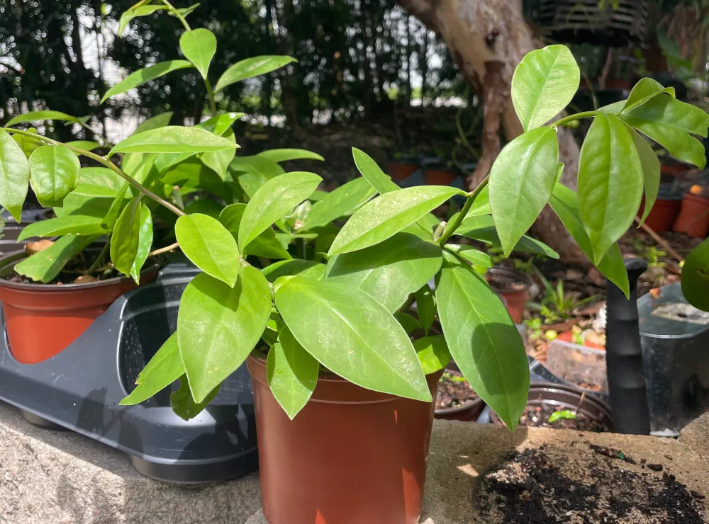 Pereskia aculeata en pot