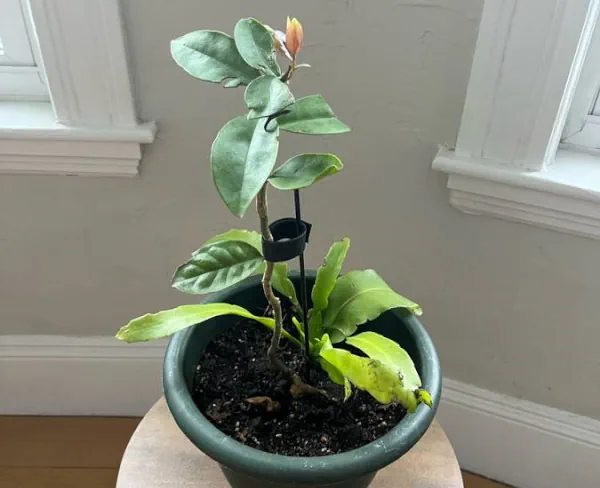 Pereskia aculeata dans un pot, à l'abri