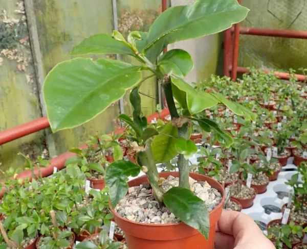 Pereskia grandifolia à l'abri sous une serre